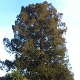Sequoia sempreverde