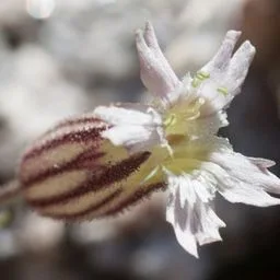 Silene
