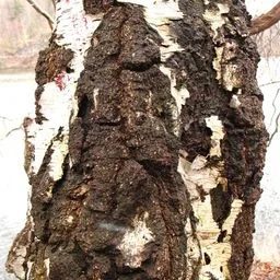 Silver birch