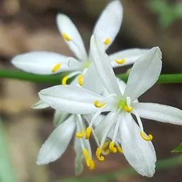 Clorofito
