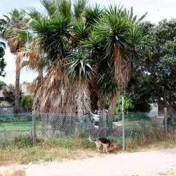 Yucca