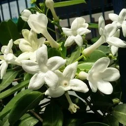 Stephanotis floribunda