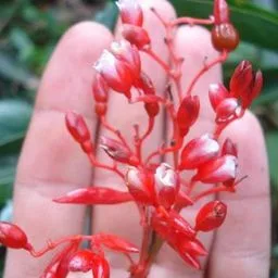 Stromanthe thalia