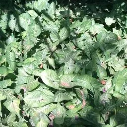 Arrowhead plant
