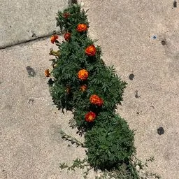 Studentenblume