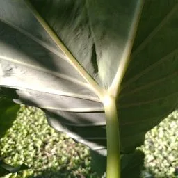 Taro