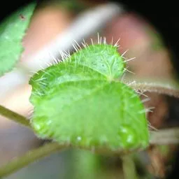 Tiarelas