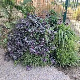 Tradescantia