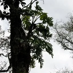 Baum-Philodendron