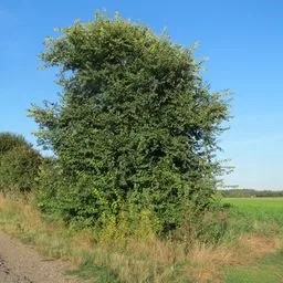 Field Elm complex