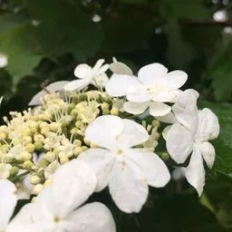 Guelder-rose complex