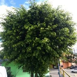 Ficus benjamina