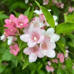 Weigela