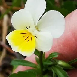 Wild pansy