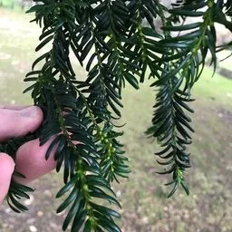 Yew
